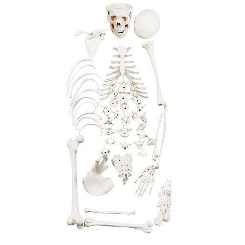 Human Half Disarticulated Skeleton Model