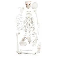 Human Half Disarticulated Skeleton Model - Color: White