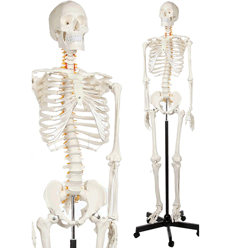 Human Skeleton Model