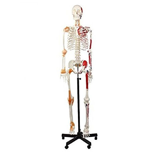 Human Skeleton Model Sam With Muscles And Ligaments - Color: Natural