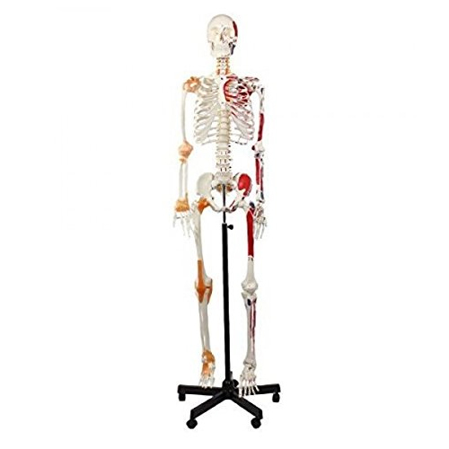 Human Skeleton Model Sam With Muscles And Ligaments