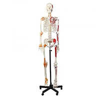 Human Skeleton Model Sam With Muscles And Ligaments