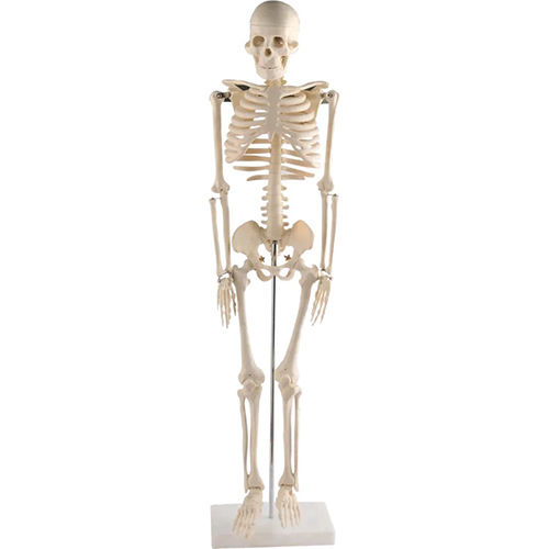 Small Mini Human Skeleton Model - Color: Natural