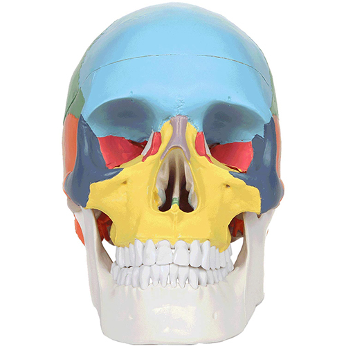 3-Part Life-Size Didactic Human Skull Anatomy Model