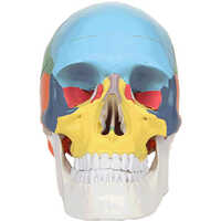 3-Part Life-Size Didactic Human Skull Anatomy Model