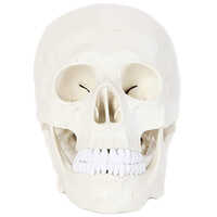 3-Part Life-Size Human Skull Anatomy Model