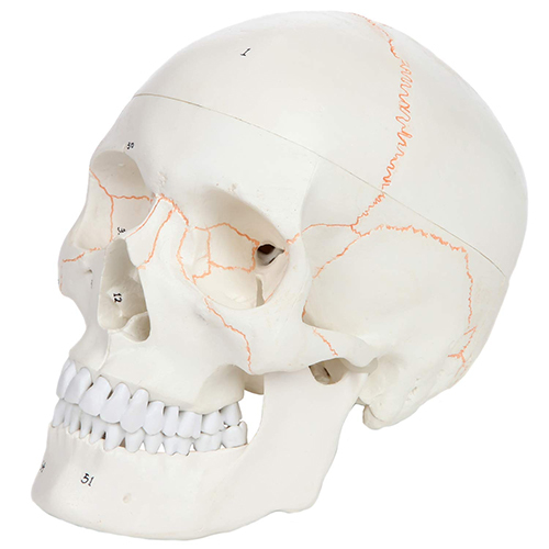 3-Part Life-Size Human Skull Numbered Anatomy Model