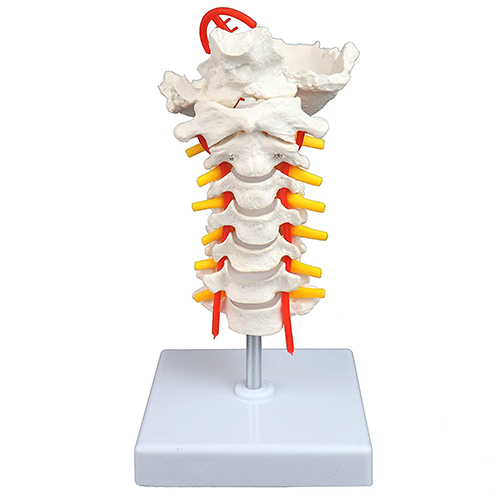 Cervical Vertebral Column With Spinal Nerves And Arteries