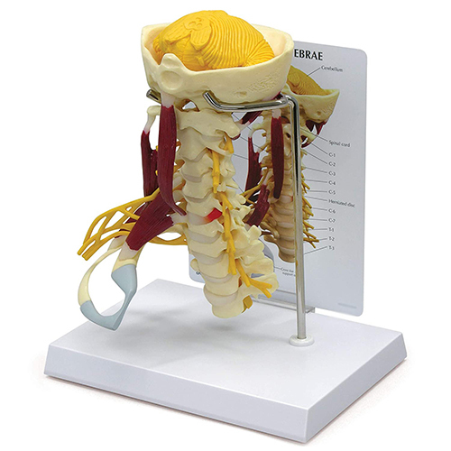 Deluxe Muscled Cervical Anatomy Model