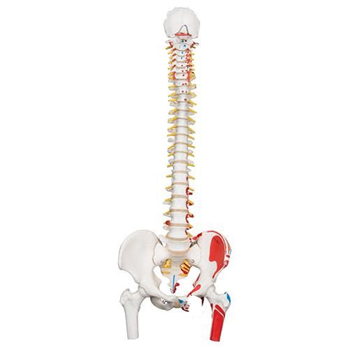 Durable Flexible Spine Anatomy Model