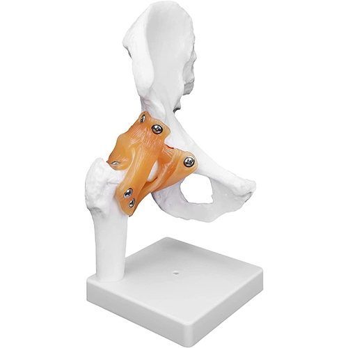 Hip Joint Model