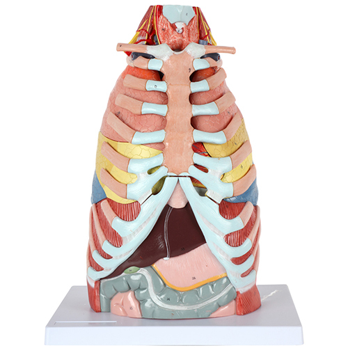 15-Part Laryngeal Cardiopulmonary Anatomy Model