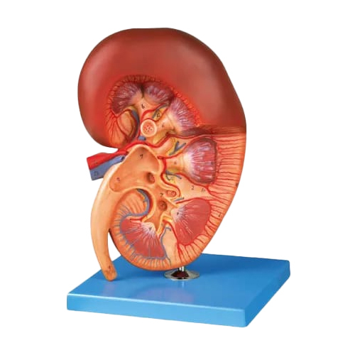 3x Life Size Right Kidney Anatomy Model