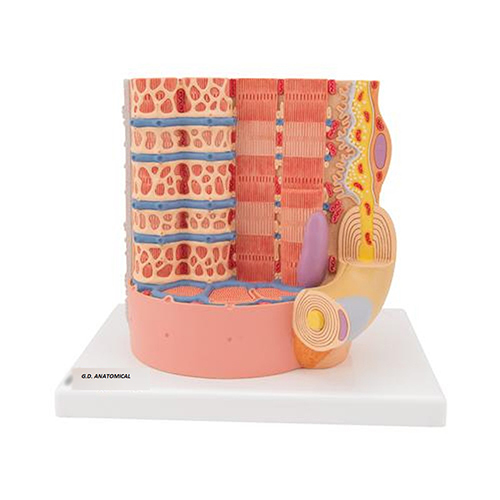 Human Muscle Micro Anatomy Model