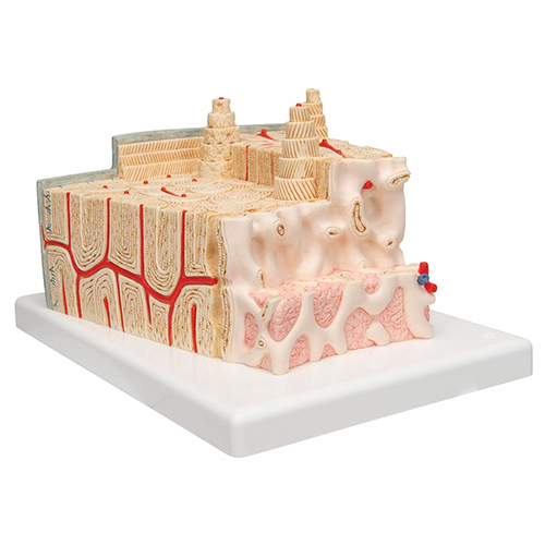 Microanatomy Bone Structure Anatomy Model