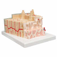 Microanatomy Bone Structure Anatomy Model