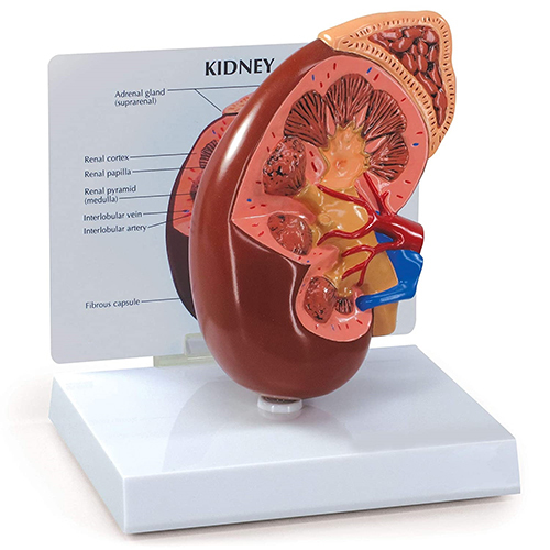 Basic Kidney Anatomy Model