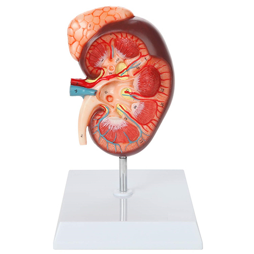 Kidney Model With Adrenal Gland