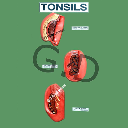 Tonsils Models