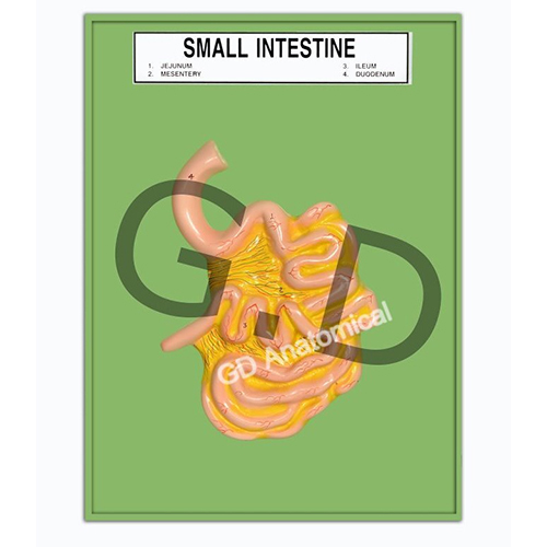 Small Intestine