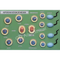 Spermatogenesis Model