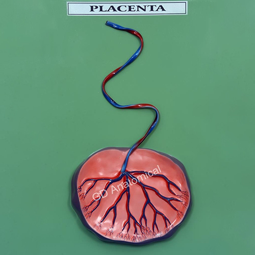 Embryology Model