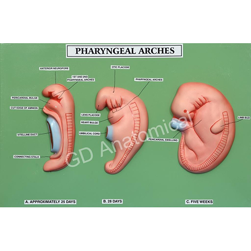 Pharyngeal Arches Model