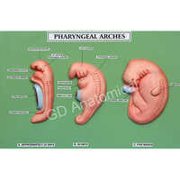 Pharyngeal Arches Model