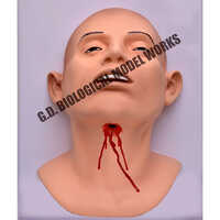 Forensic Science Models - High-quality Pvc, Anatomically Correct In Natural Color | Educational Tools For Adult Learners In Forensic Science