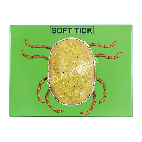 Soft Tick Model