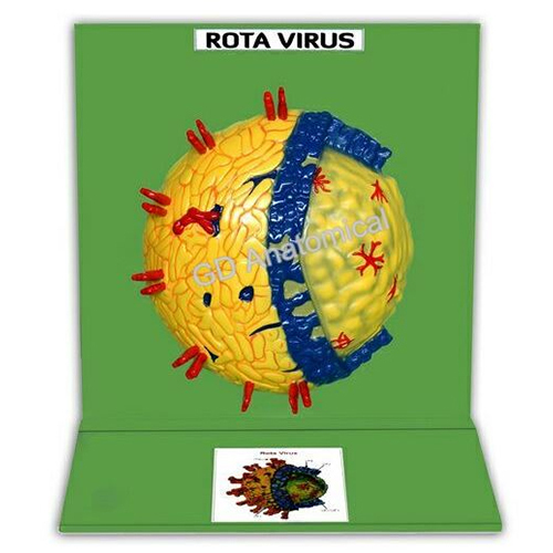 Rota Virus Model