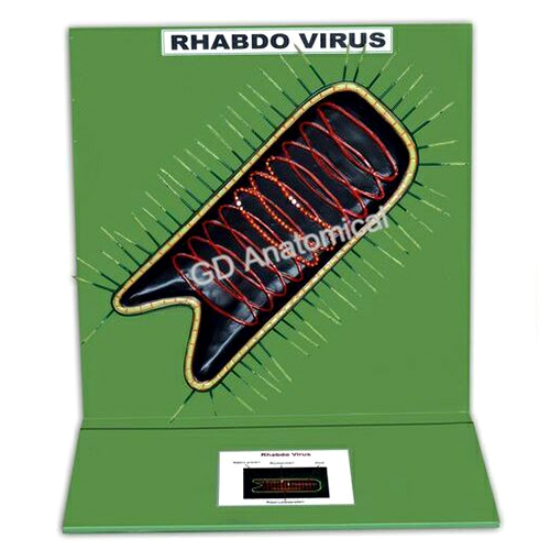 Rhabdo Virus Model