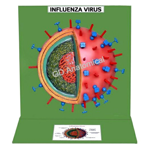 Influenza Virus Model