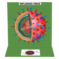 Influenza Virus Model