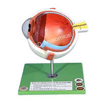 Site Of Drug Action In Glaucoma Model