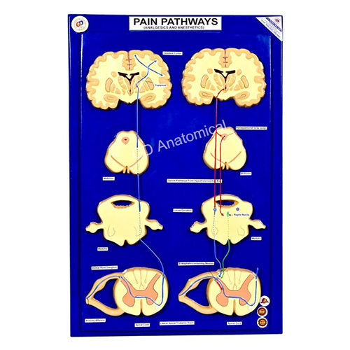 Pain Pathways - Analgesics And Anesthetics Model - Color: Natural