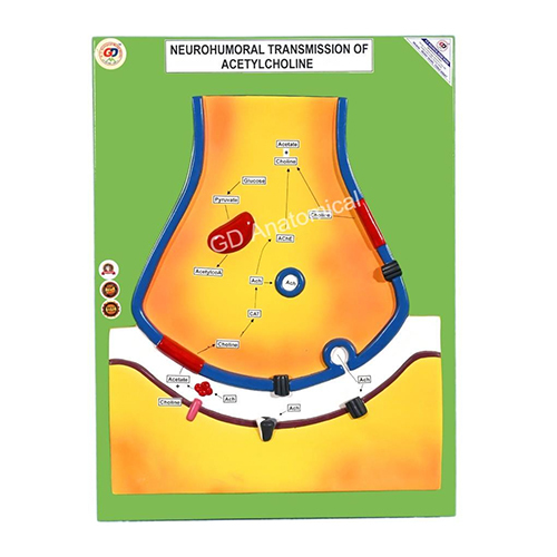 Neurohumoral Transmission Of Acetylcholine Model