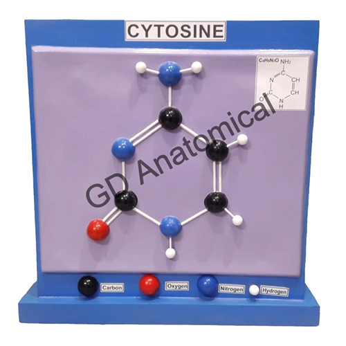 Cytosine Model