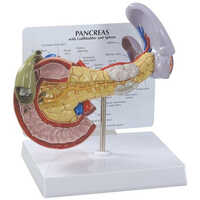 Pancreas Models