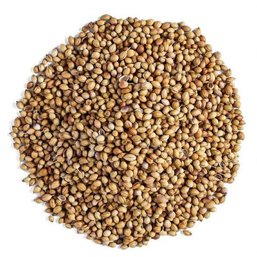 Coriander Seed - Color: Egale