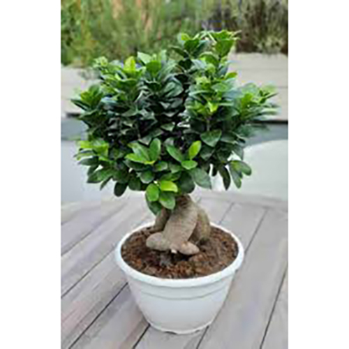Chinese Banyan Plant