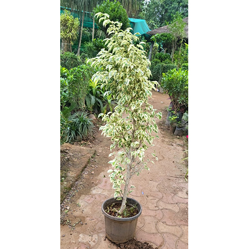 Ficus Benjamina Starlight Plant - Color: Green