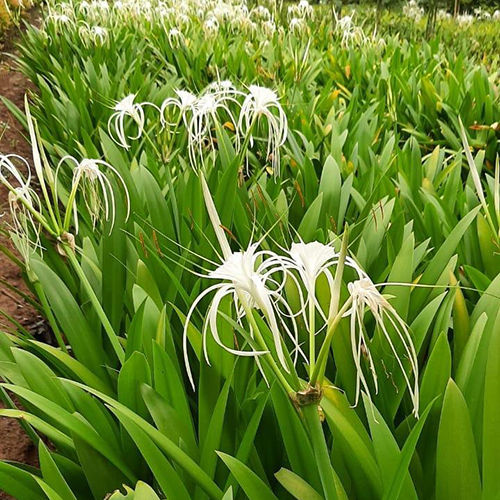 Hymenocallis Littoralis Plant - Shelf Life: Long Life Years