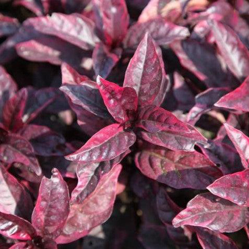 Eranthemum Hedge Plant