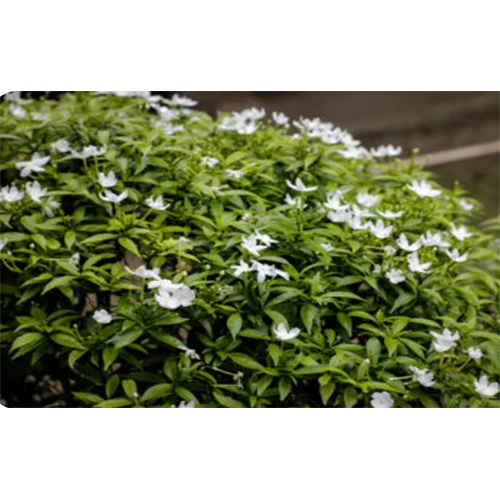 Chandni Plant