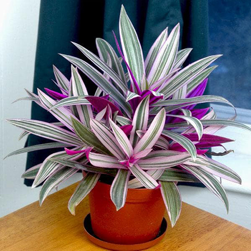 Rhoeo Plant - Color: Green