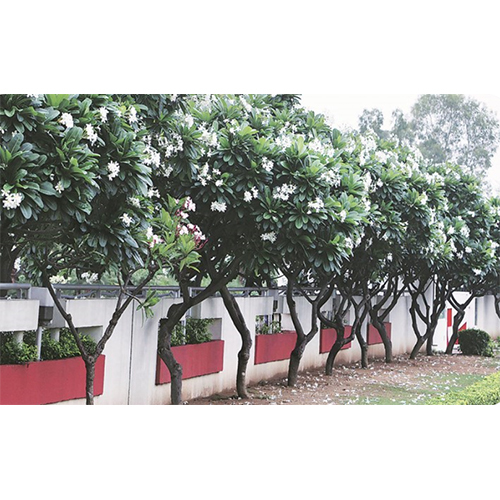 Champa Plant