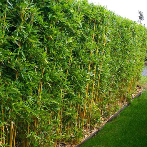 Bambusa Multiplex Plant - Color: Green