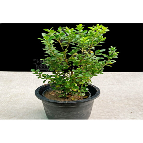 Buxus Live Plant