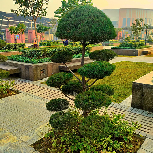 Casuarina Tapori Plant